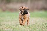 TOSA INU 159